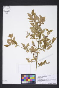 Vaccinium fuscatum image