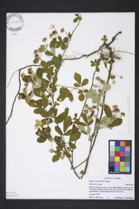 Rubus cuneifolius image