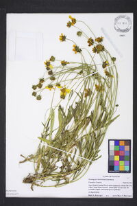 Coreopsis lanceolata image