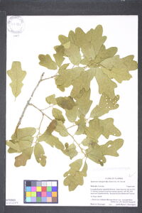 Quercus margaretiae image