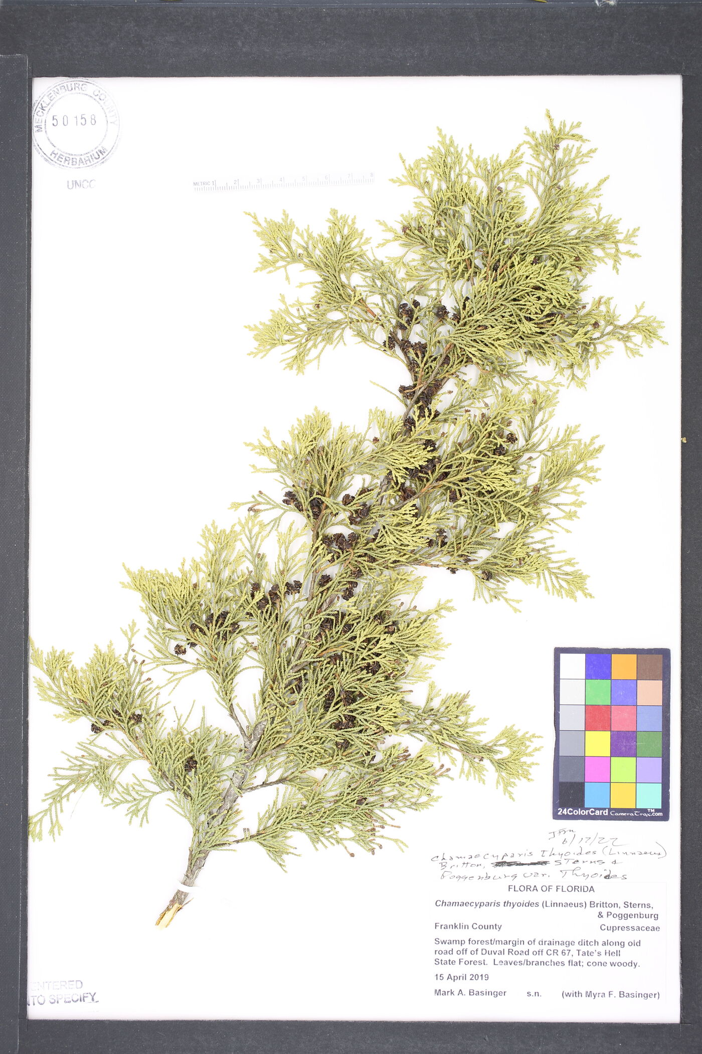 Chamaecyparis thyoides var. thyoides image