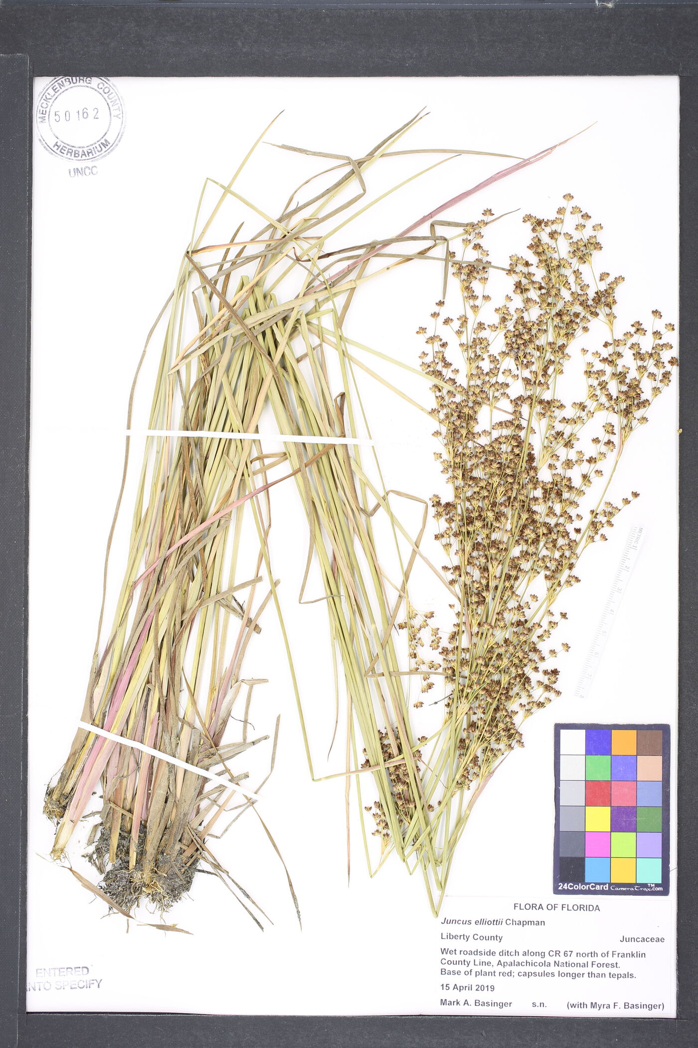 Juncus elliottii image