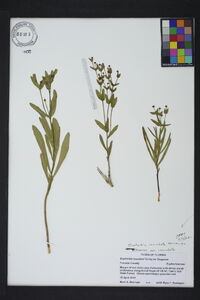 Euphorbia inundata image