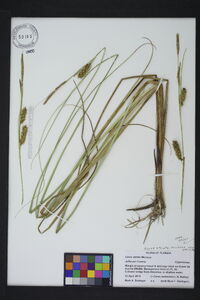 Carex striata image