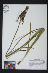 Stenanthium densum image