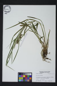 Carex baileyi image