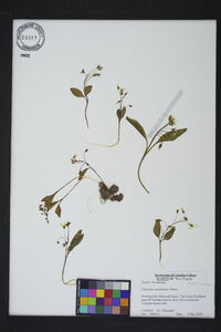 Claytonia caroliniana image