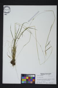 Poa cuspidata image