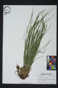 Carex swanii image