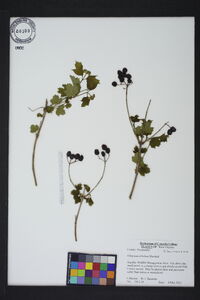 Viburnum trilobum image