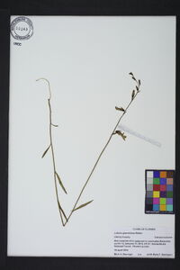 Lobelia glandulosa image