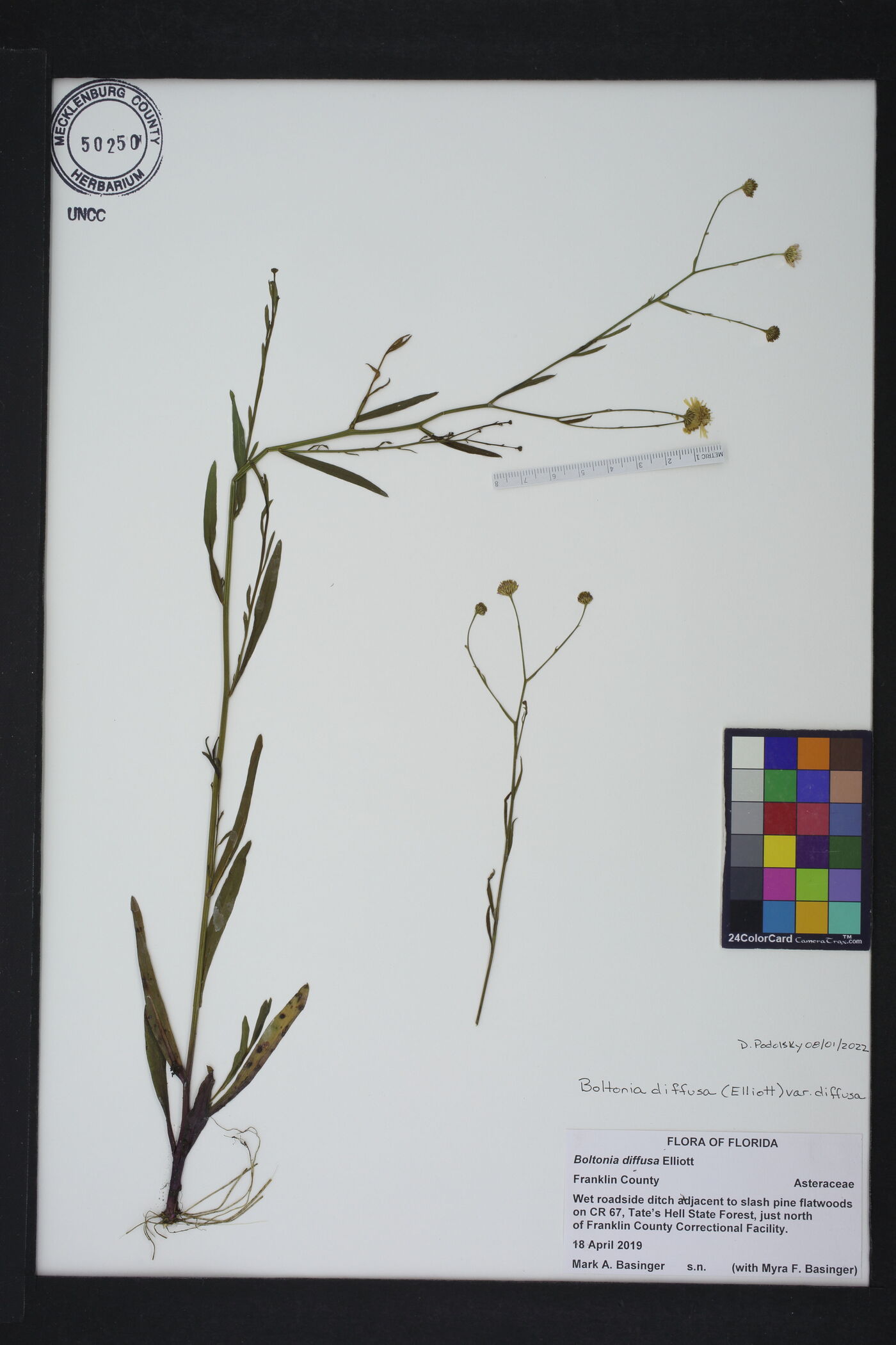 Boltonia diffusa var. diffusa image