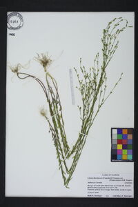 Linum floridanum image