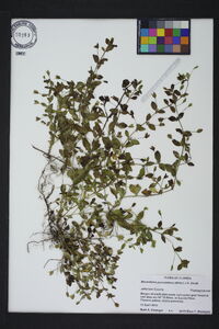 Mecardonia procumbens image