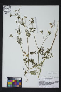 Chaerophyllum procumbens var. procumbens image