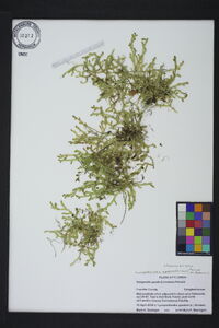 Selaginella apoda image