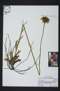 Helenium pinnatifidum image