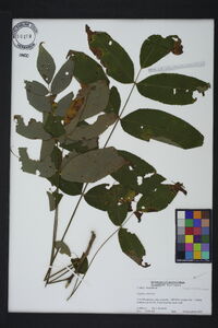 Juglans cinerea image