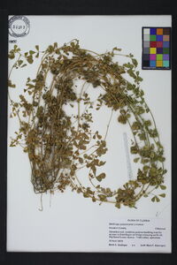 Medicago polymorpha image