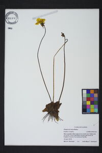 Pinguicula lutea image