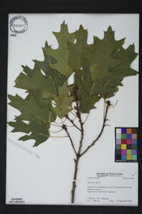 Quercus rubra var. rubra image