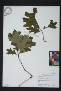 Quercus palustris image