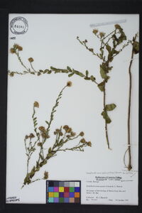 Symphyotrichum patens image