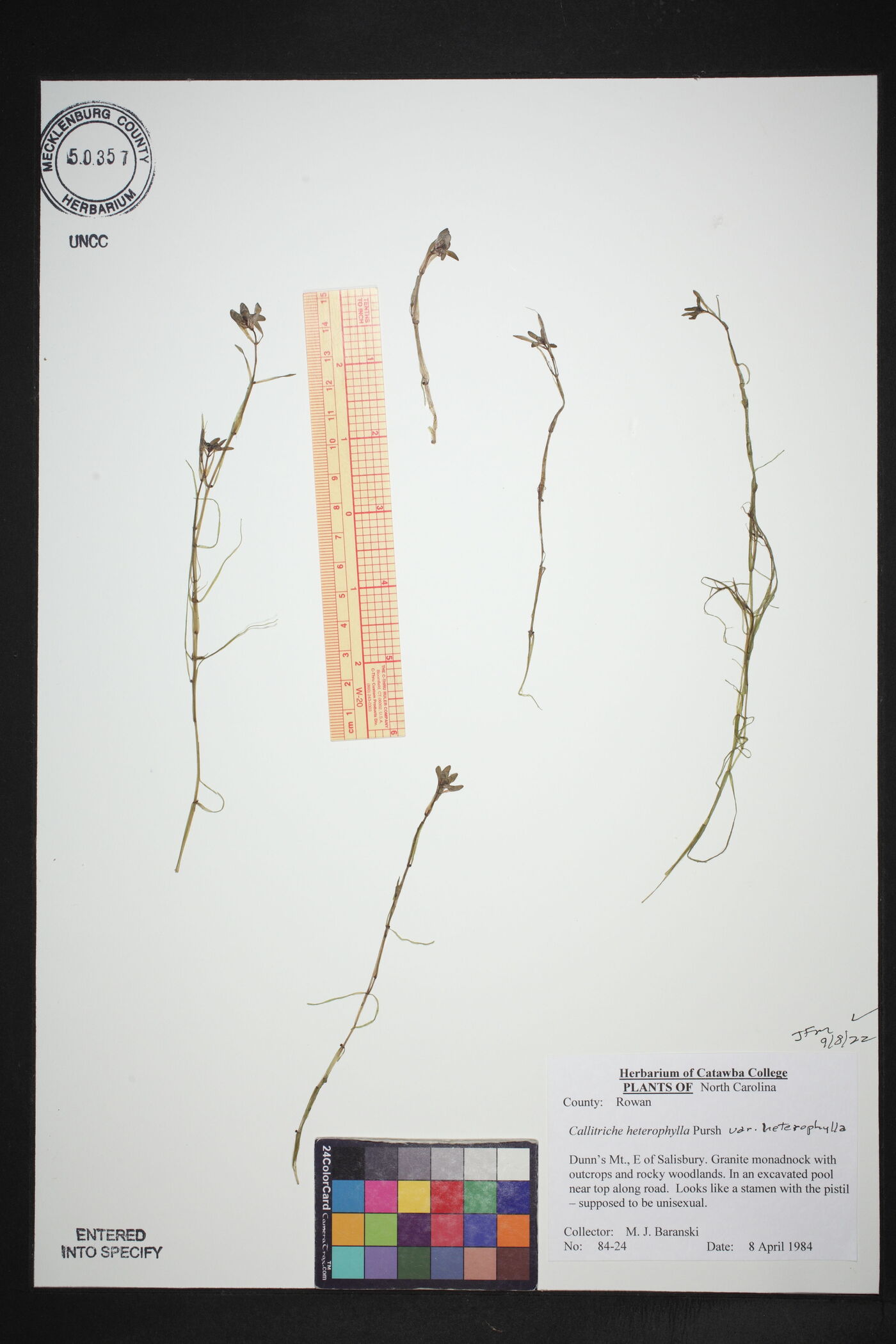Callitriche heterophylla var. heterophylla image