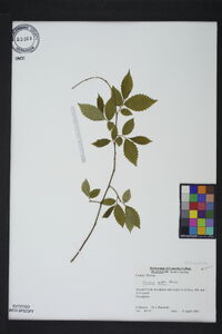 Ulmus alata image