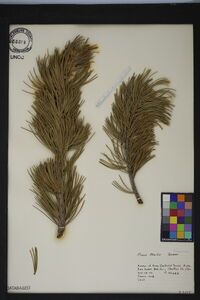 Pinus flexilis image