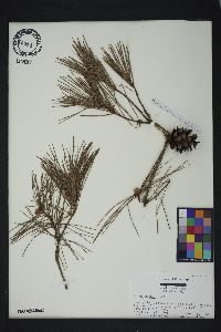 Pinus glabra image