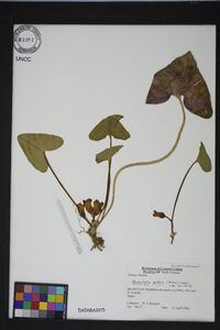 Hexastylis arifolia image