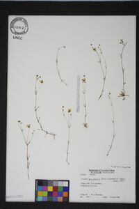 Arenaria groenlandica image