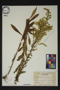 Solidago nemoralis var. nemoralis image