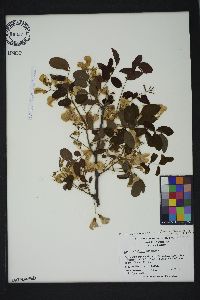 Robinia hispida var. kelseyi image