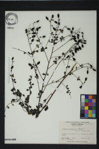 Baptisia tinctoria image