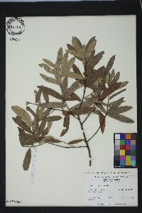 Quercus pumila image