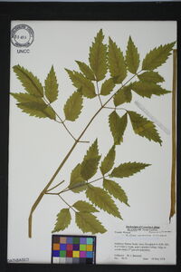 Actaea racemosa image