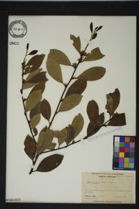 Ilex coriacea image