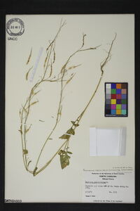 Raphanus raphanistrum subsp. raphanistrum image