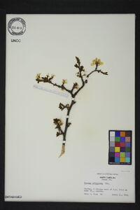 Prunus umbellata image