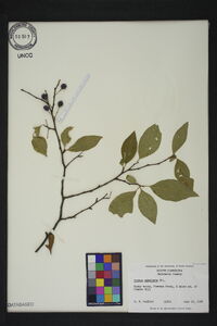 Prunus umbellata image