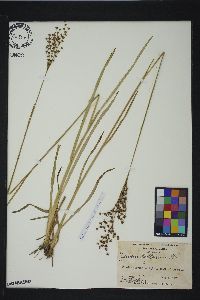 Juncus biflorus image