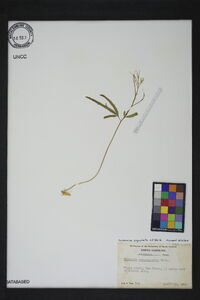 Cardamine angustata image