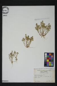 Draba brachycarpa image