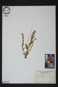 Myosotis verna image