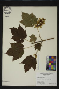 Acer spicatum image