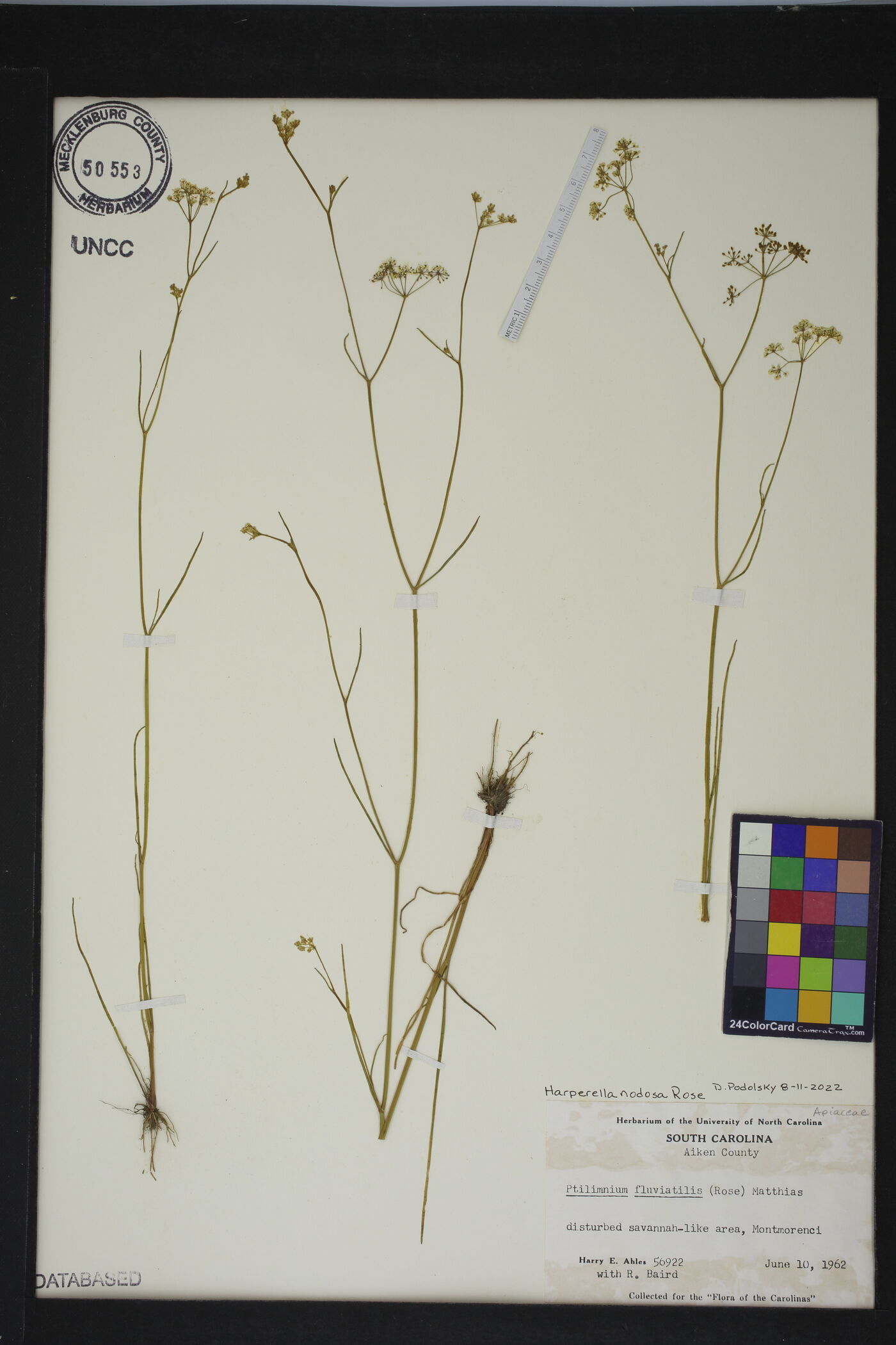 Harperella nodosa image
