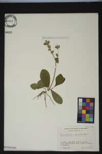 Elephantopus tomentosus image