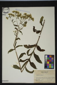 Eupatorium album image